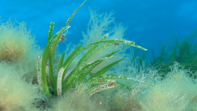 Algi, terapia z morskich głębin
